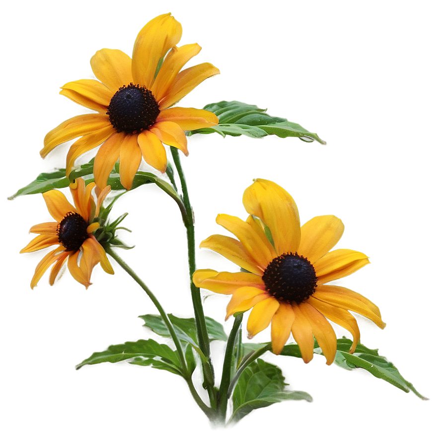 Bright Yellow Black Eyed Susan Png Nla PNG image