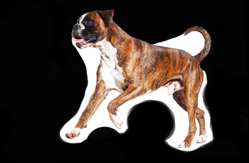 Brindle Boxer Dog Standing PNG image