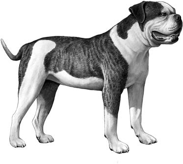 Brindle Bulldog Standing Profile PNG image