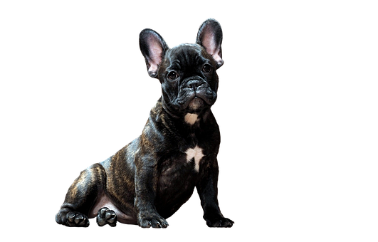 Brindle French Bulldog Puppy Black Background PNG image