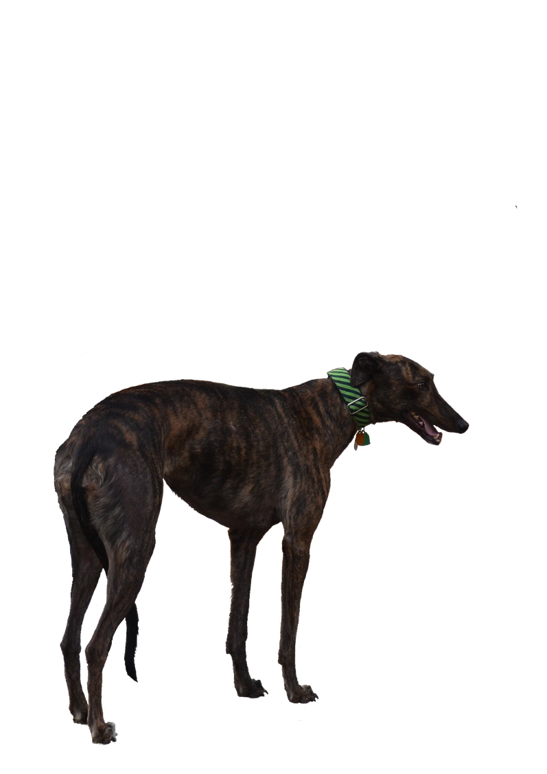 Brindle Greyhound Standing PNG image