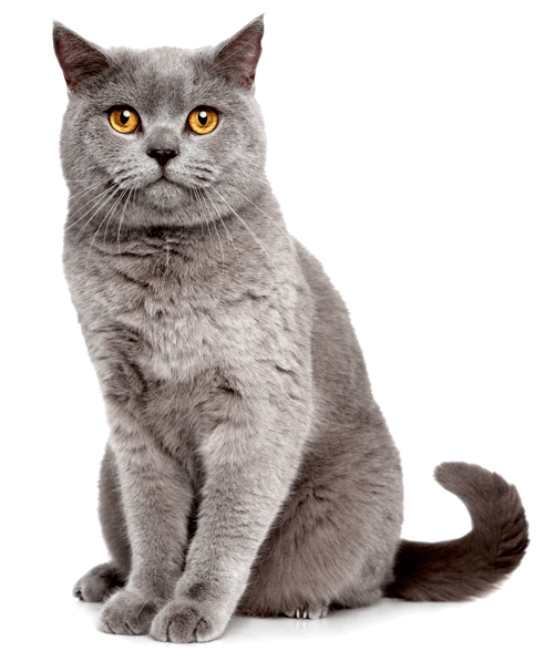 British Shorthair Cat Yellow Eyes PNG image