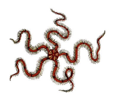 Brittle_ Star_on_ Black_ Background PNG image