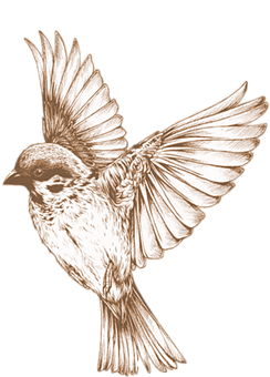 Bronze Sketch Sparrow In Flight PNG image