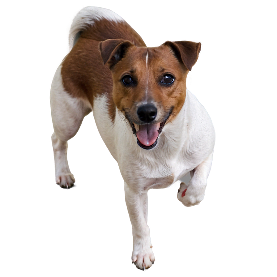 Brown And White Jack Russell Png Klt PNG image