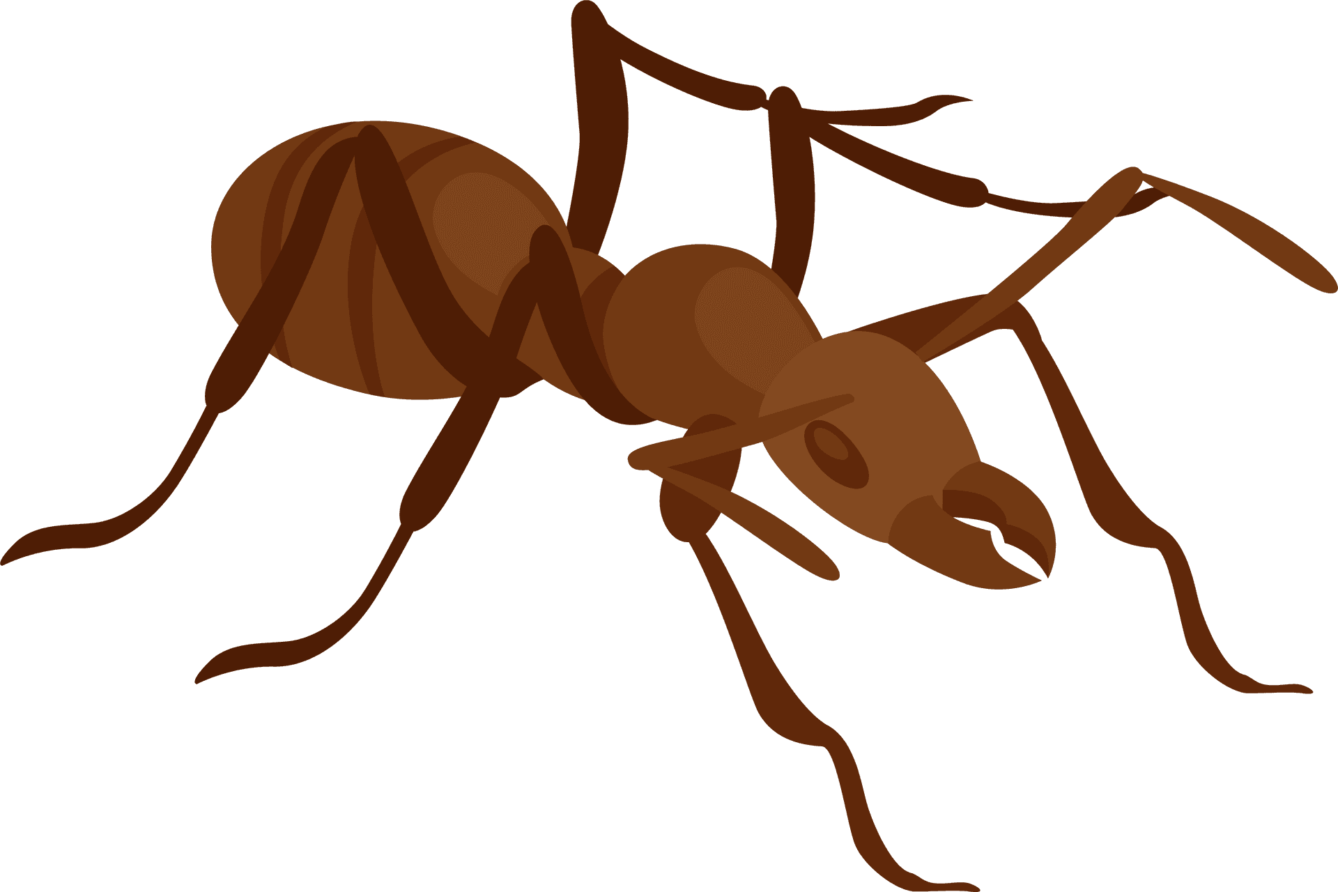 Brown Ant Illustration PNG image