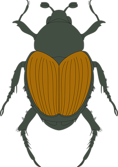 Brown Beetle Illustration PNG image