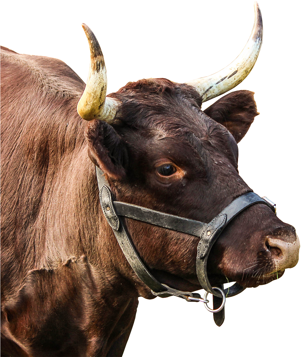 Brown Bull Profile Image PNG image