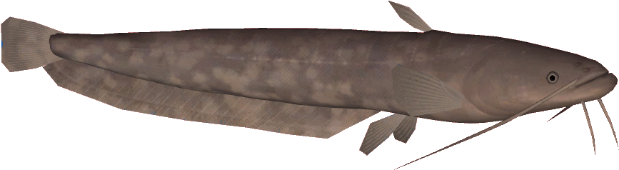 Brown Catfish Side View PNG image