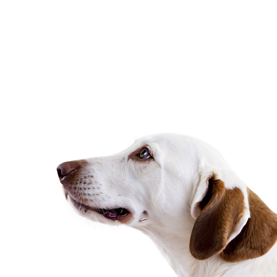 Brown Dog Sniffing Nose Png 3 PNG image