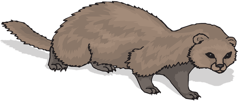 Brown Ferret Illustration.png PNG image