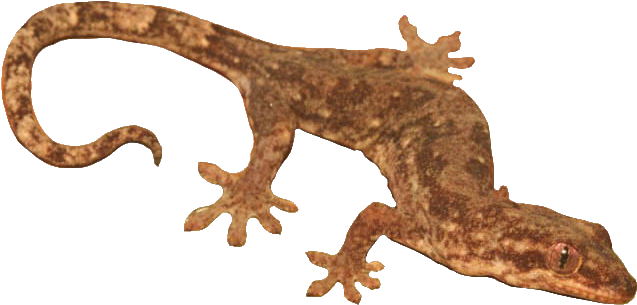 Brown Geckoon Transparent Background PNG image