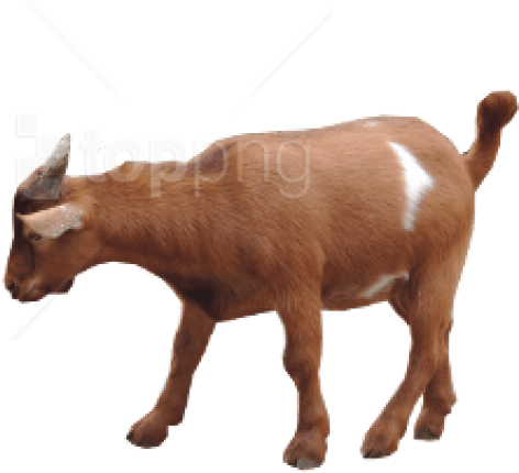 Brown Goat Transparent Background.png PNG image