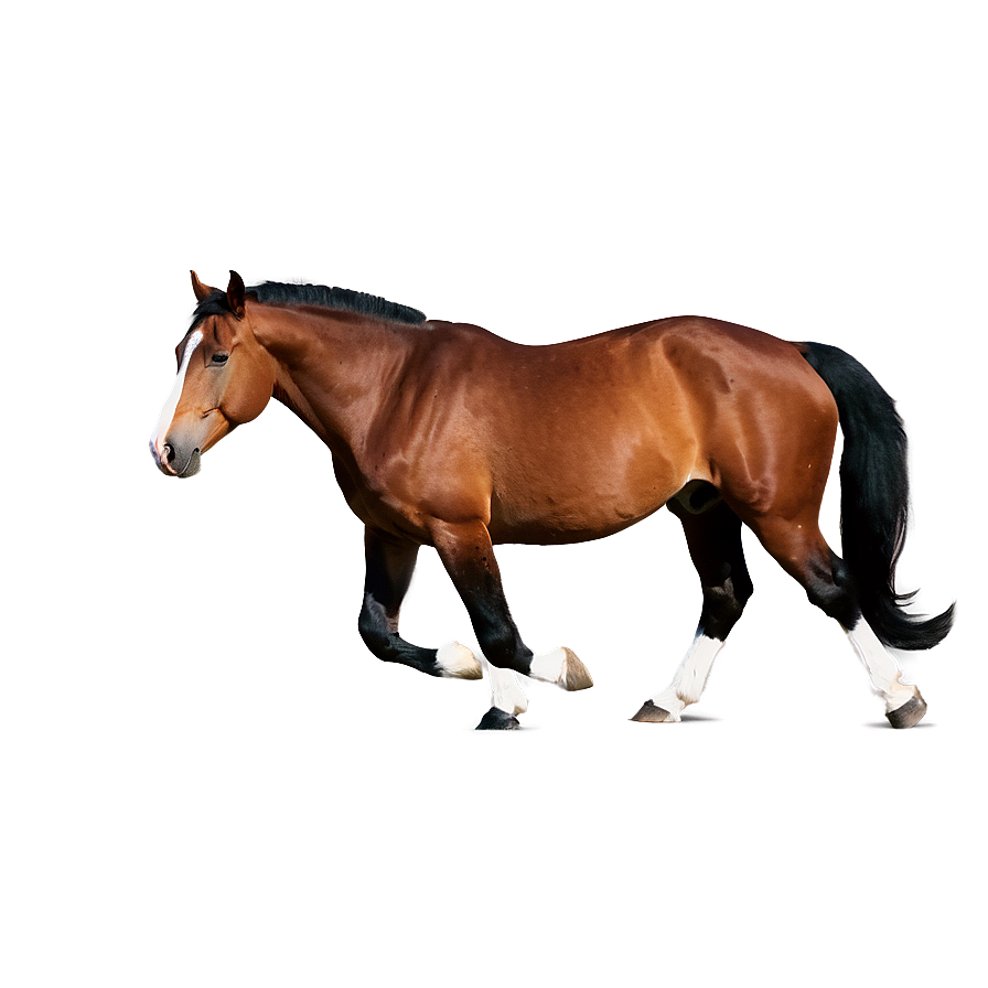 Brown Horse Png Afa92 PNG image