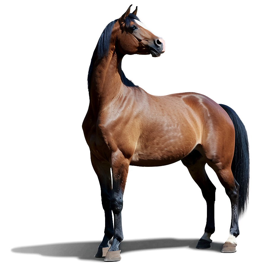 Brown Horse Png Ama PNG image