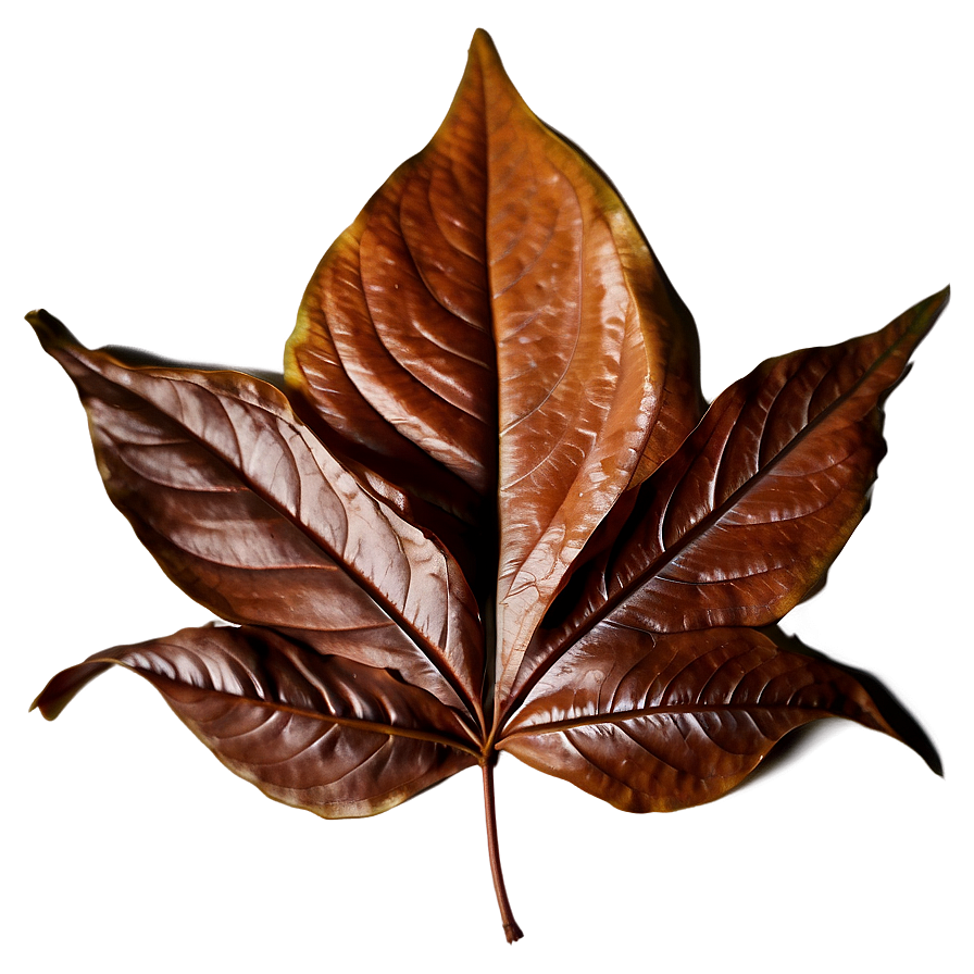 Brown Leaf Png Crn5 PNG image