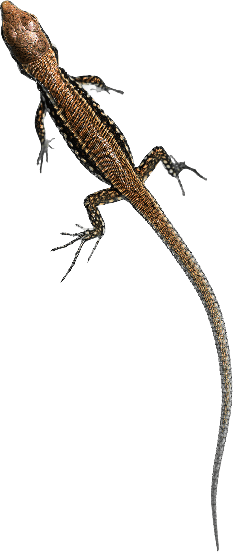 Brown Lizard Profile PNG image