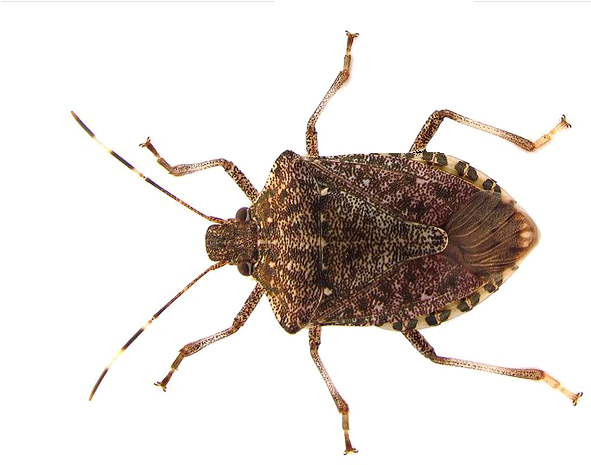 Brown Marmorated Stink Bug PNG image