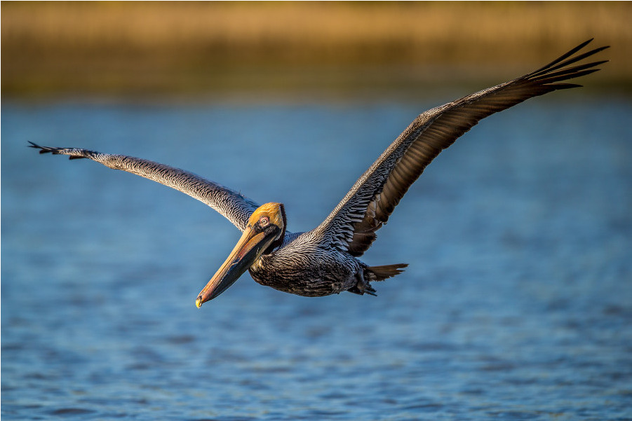 Brown Pelican In Flight.jpg PNG image