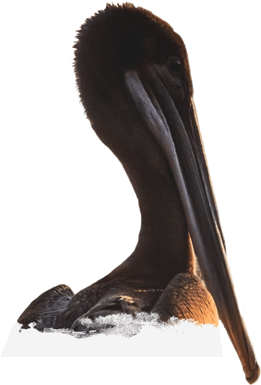 Brown Pelican Portrait PNG image