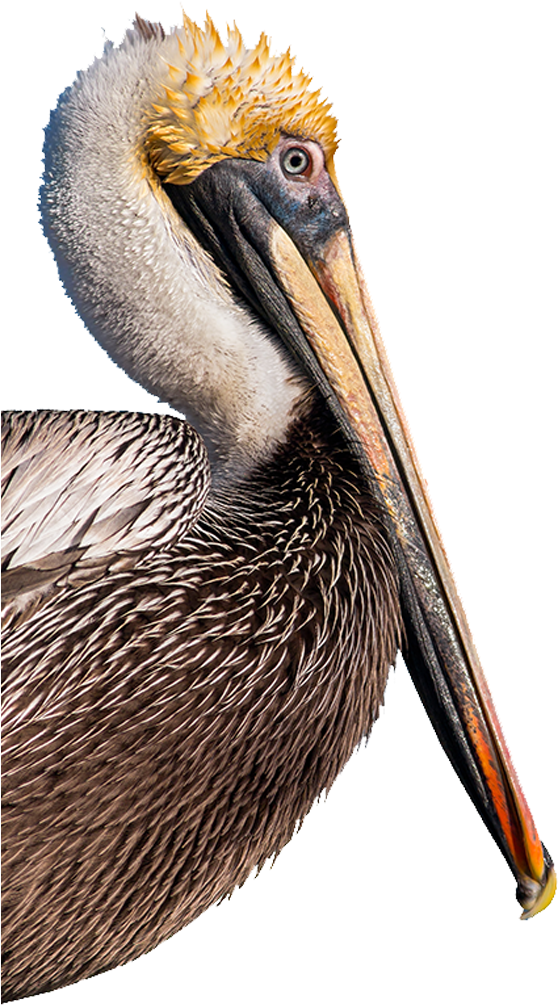 Brown Pelican Portrait.png PNG image