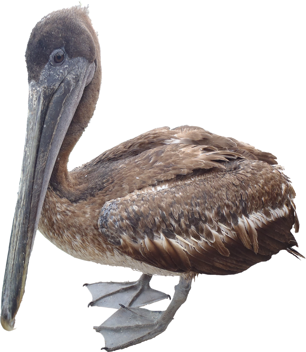 Brown Pelican Profile PNG image