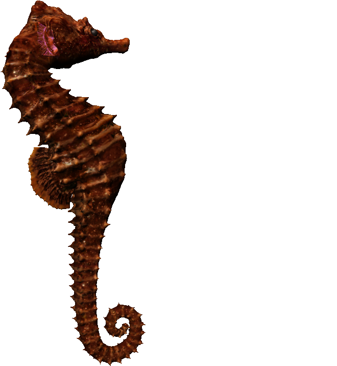 Brown Seahorse Profile PNG image