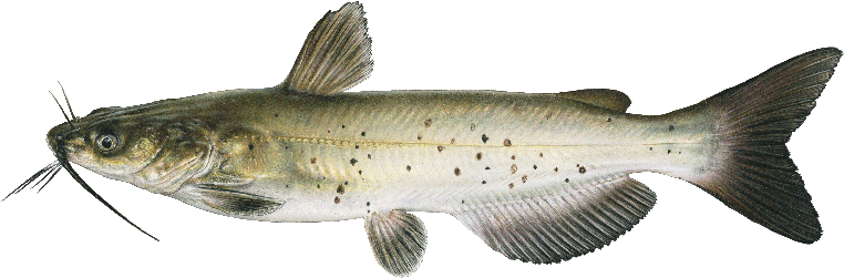 Brown Spotted Catfish Illustration PNG image