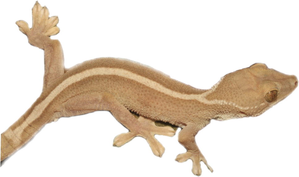 Brown Striped Gecko Isolated PNG image