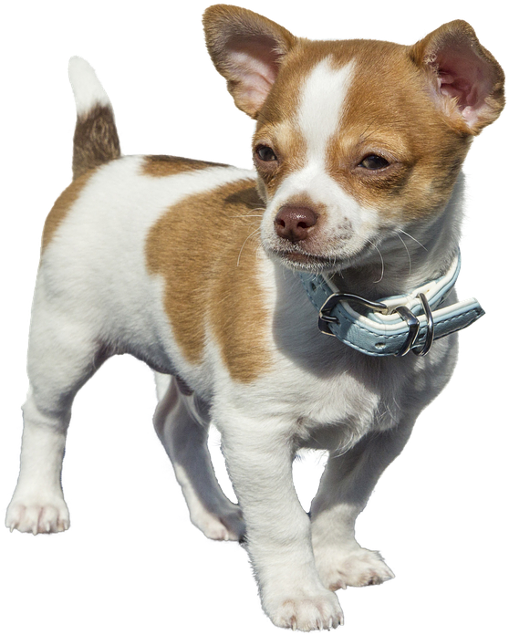 Brown White Chihuahua Puppy Blue Collar PNG image