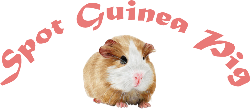 Brown White Guinea Pig PNG image