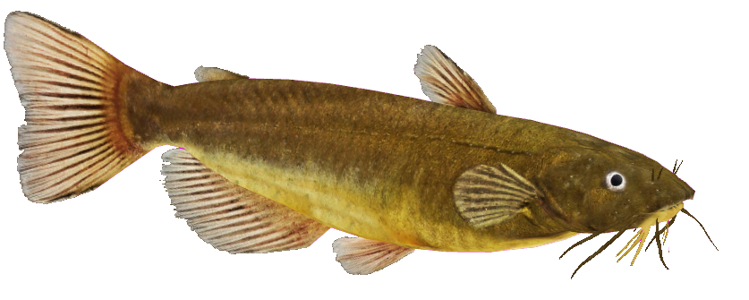 Brown Yellow Catfish Isolated PNG image