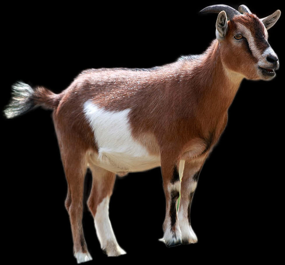 Brownand White Goat Isolatedon Black PNG image