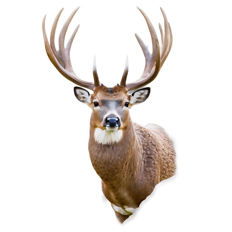 Buck B PNG image