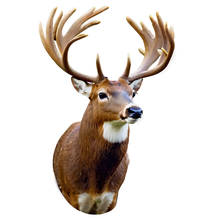 Buck C PNG image