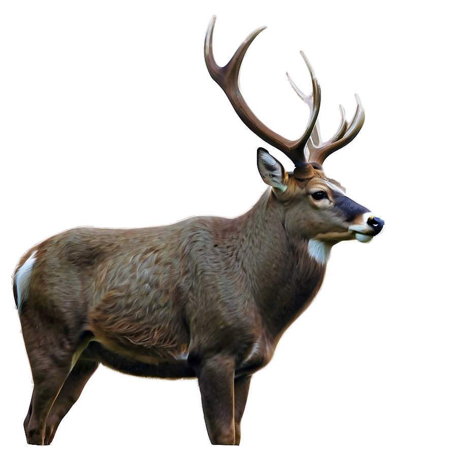 Buck D PNG image