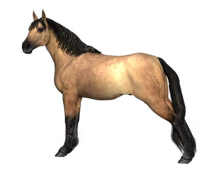 Buckskin Horse Black Background PNG image