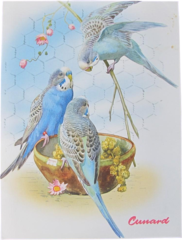 Budgies Enjoying Meal Vintage Illustration PNG image