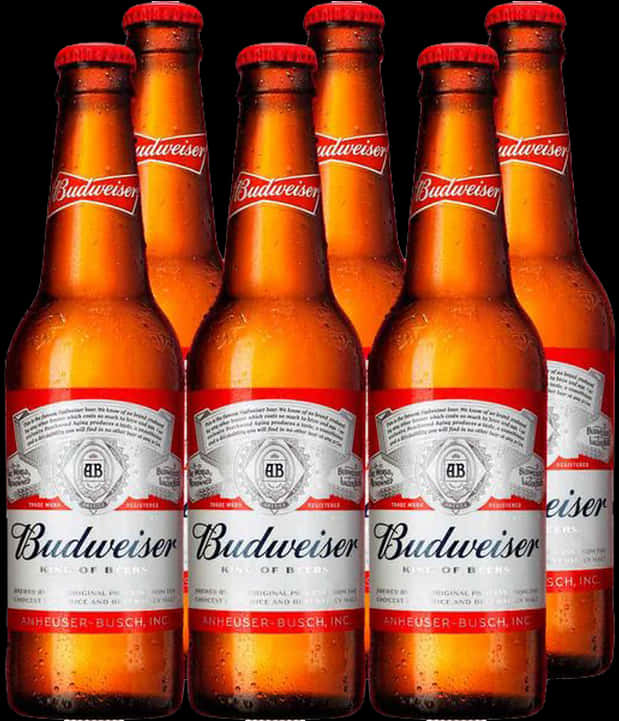 Budweiser Beer Bottles Array PNG image