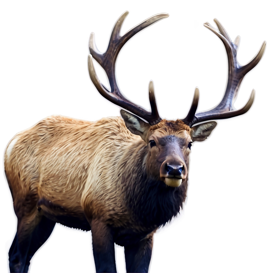 Bull Elk Png Tqu2 PNG image