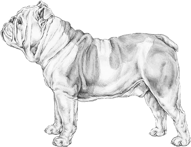 Bulldog Sketch Artwork PNG image