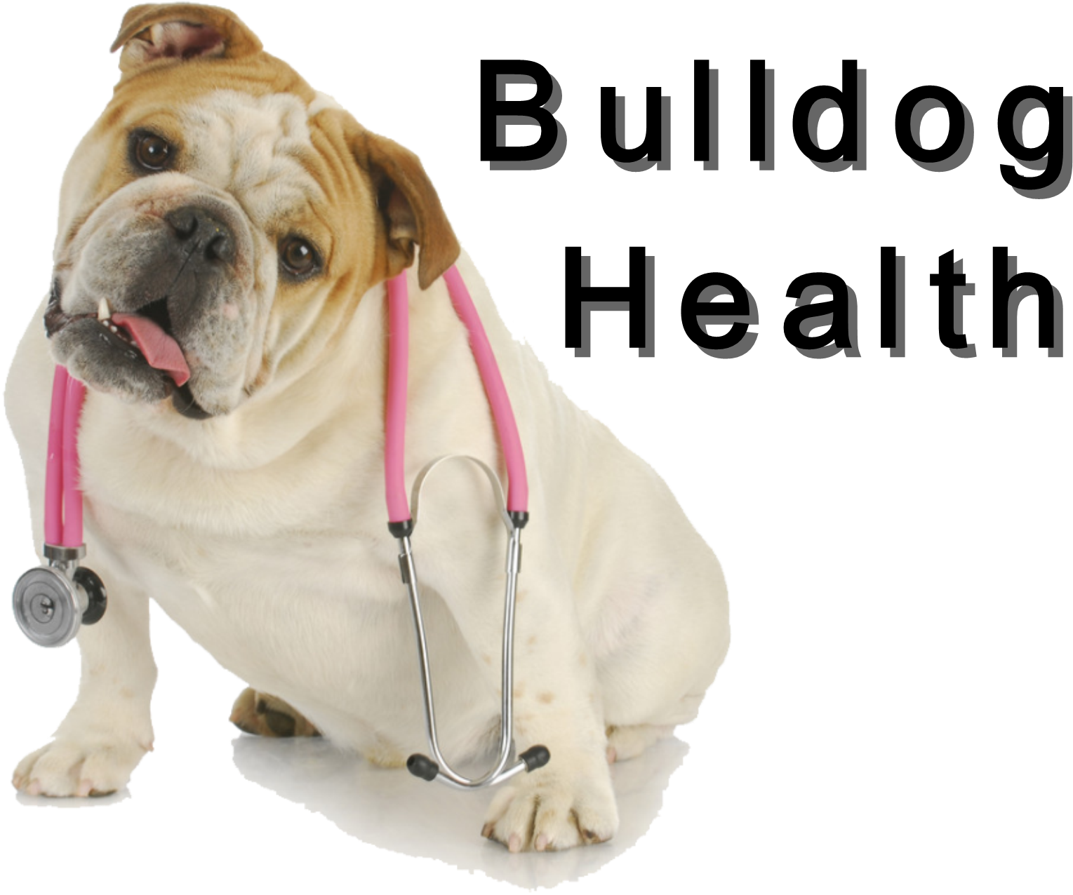 Bulldog Veterinary Checkup PNG image