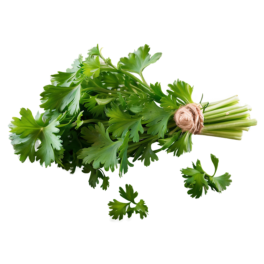 Bunch Of Cilantro Png 17 PNG image