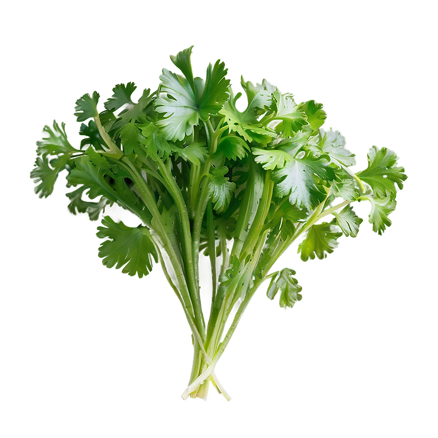 Bunch Of Cilantro Png Cqh51 PNG image