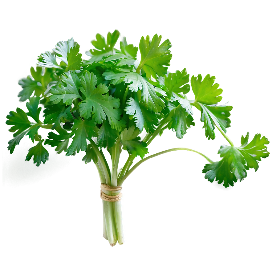 Bunch Of Cilantro Png Eqi PNG image