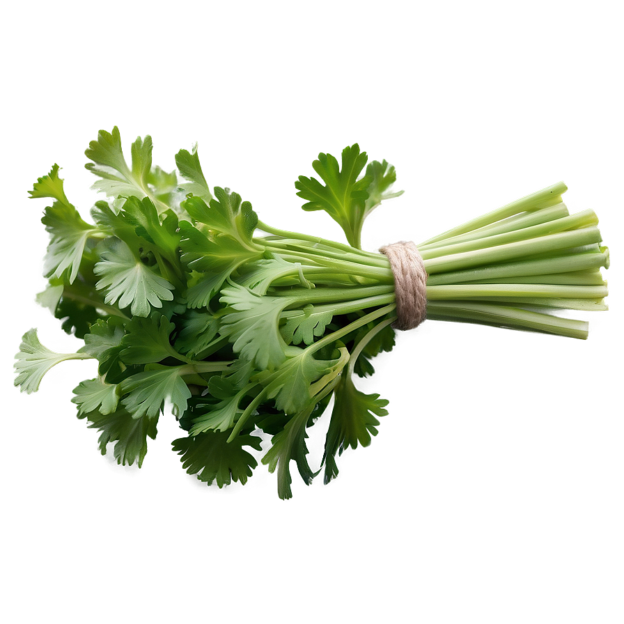 Bunch Of Cilantro Png Tig3 PNG image