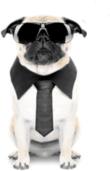 Business Pug In Sunglasses PNG image