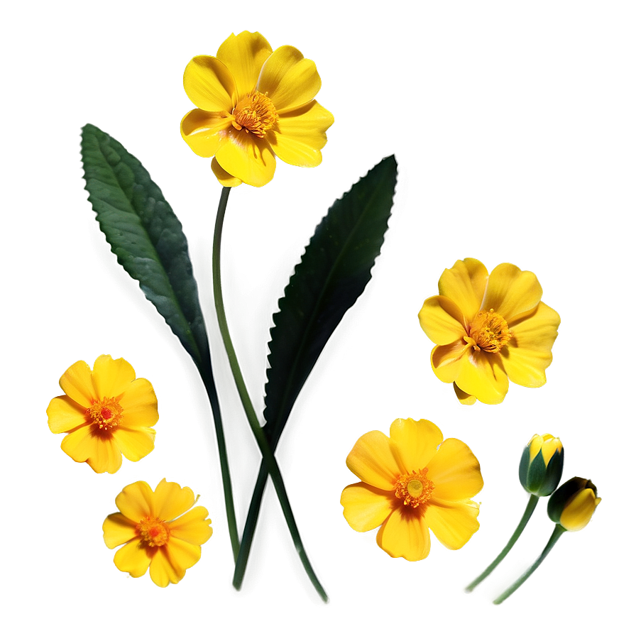 Buttercup Sunshine Png Rki PNG image