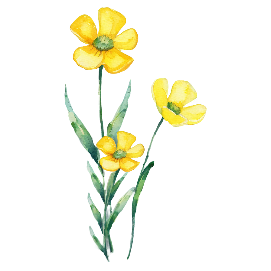 Buttercup Watercolor Png Qtd PNG image