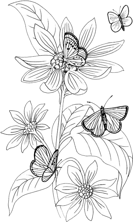 Butterfliesand Flowers Sketch PNG image